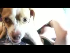Fucking his hot pet owner with an angry dog xx